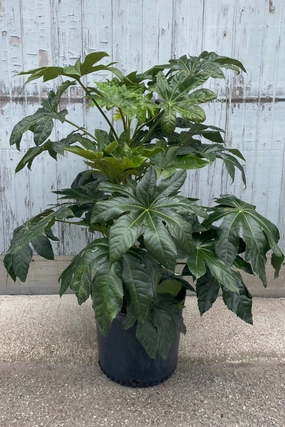 Fatsia japonica 14" medium flower pot  