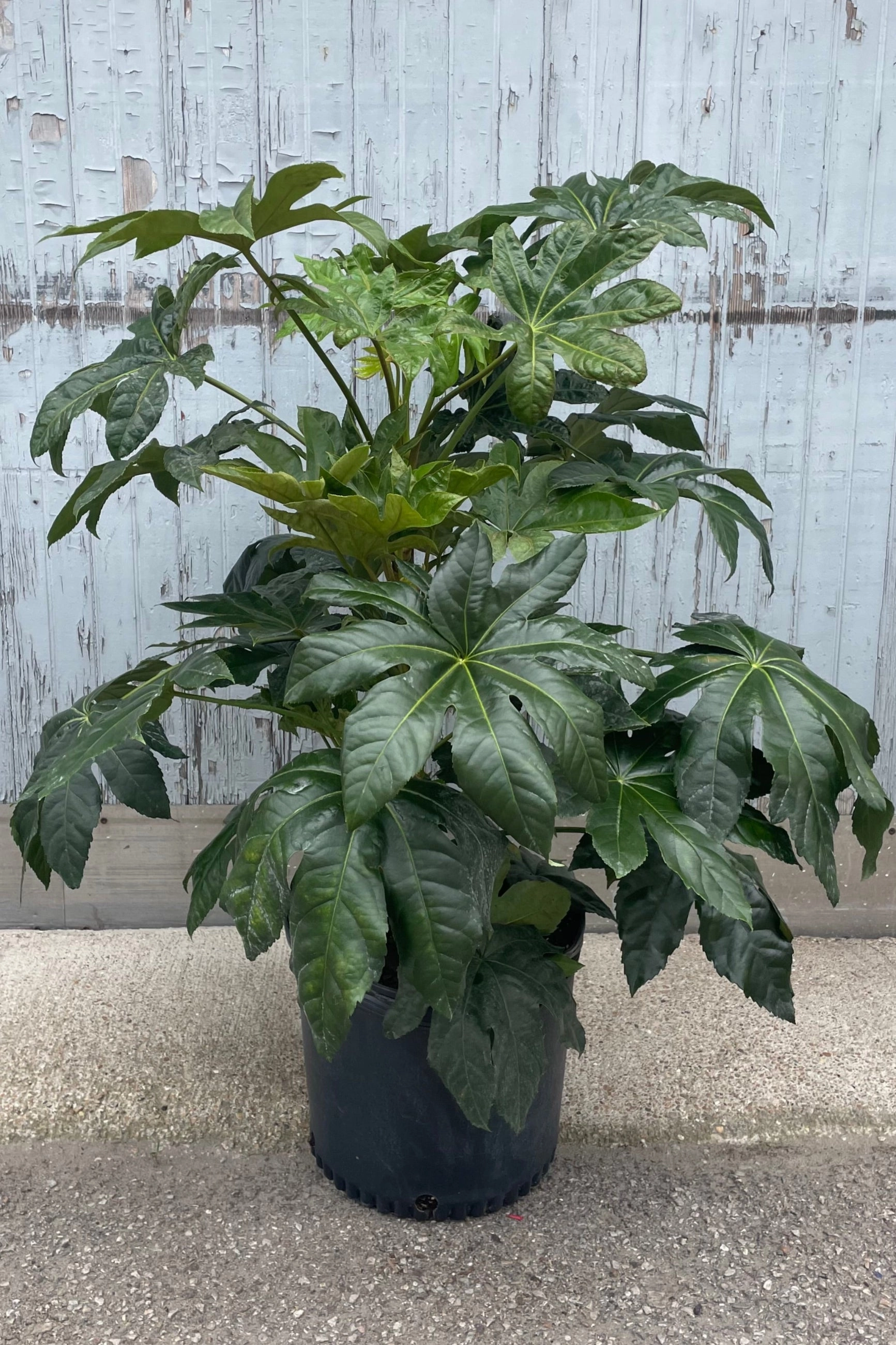 Fatsia japonica 14" medium flower pot  