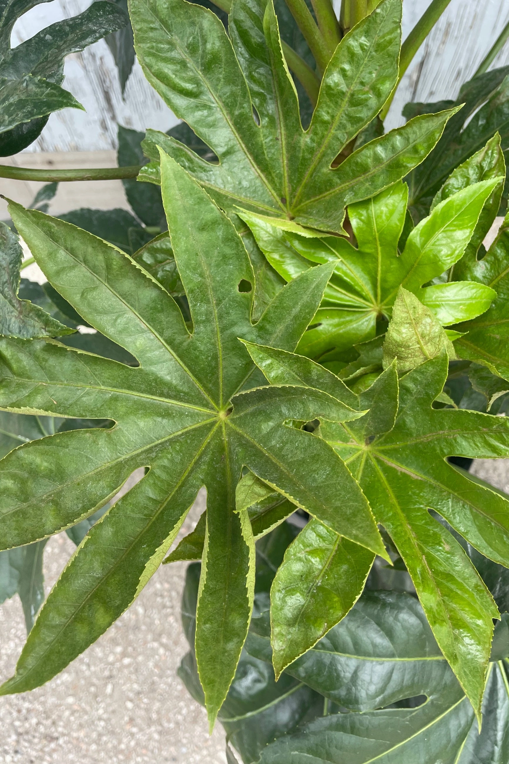 Fatsia japonica 14"