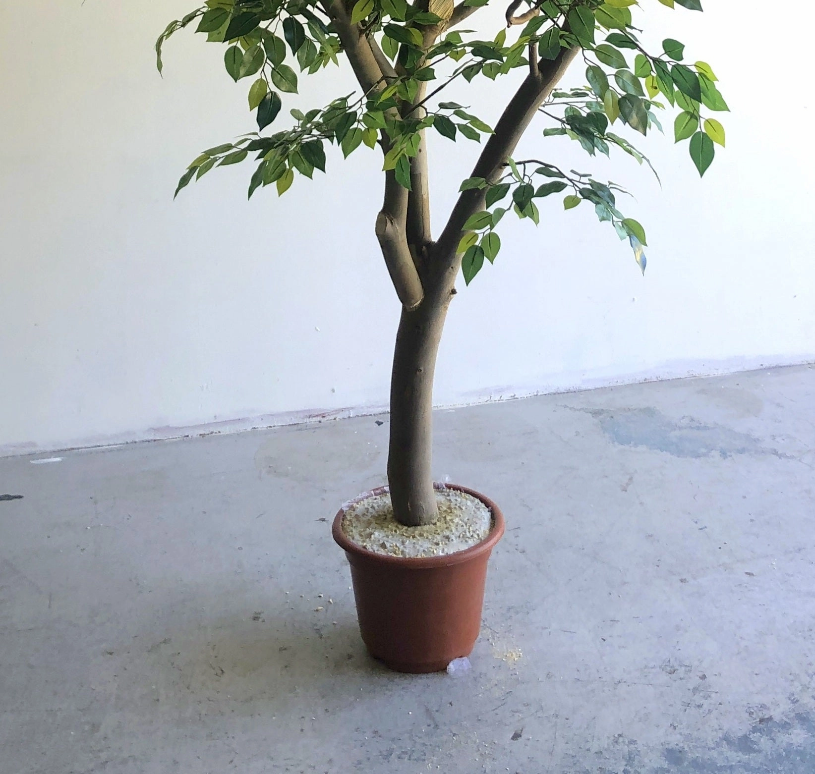 Faux Ficus Tree / Canopy Tree 270cm Purchase or Hire