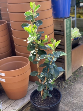 Feijoa Pineapple Guava small flower pot  