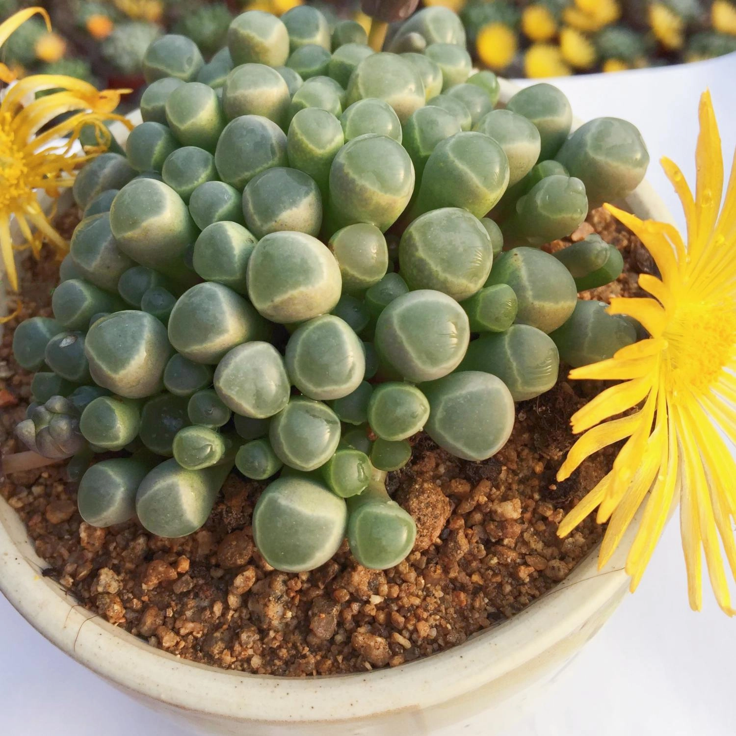 Fenestraria Rhopalophylla / Baby Toes (4 inch)