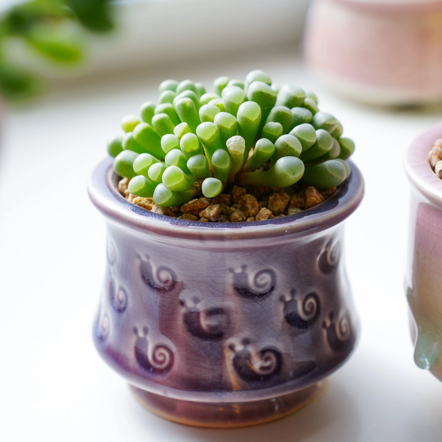 Fenestraria Rhopalophylla / Baby Toes (4 inch)