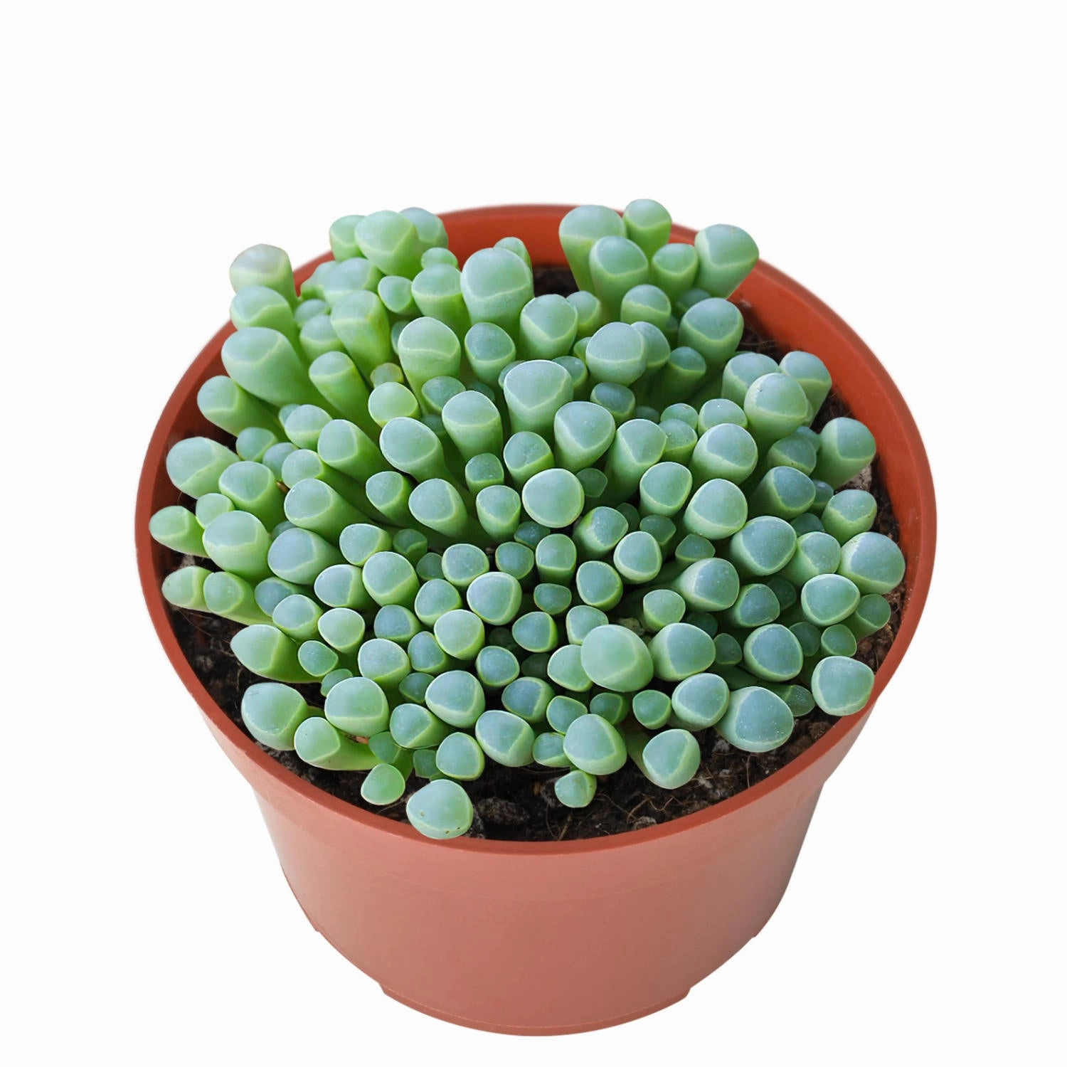 Fenestraria Rhopalophylla / Baby Toes (4 inch) mini ornamental plant  