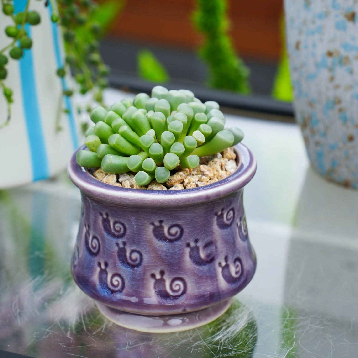 Fenestraria Rhopalophylla / Baby Toes (4 inch)