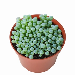 Fenestraria Rhopalophylla / Baby Toes (4 inch) mini ornamental plant  