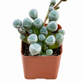 Fenestraria rhopalophylla / Baby Toes mini ornamental plant  