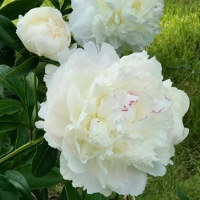 Festiva Maxima Peony | Paeonia 'Festiva Maxima' traditional flower vase  