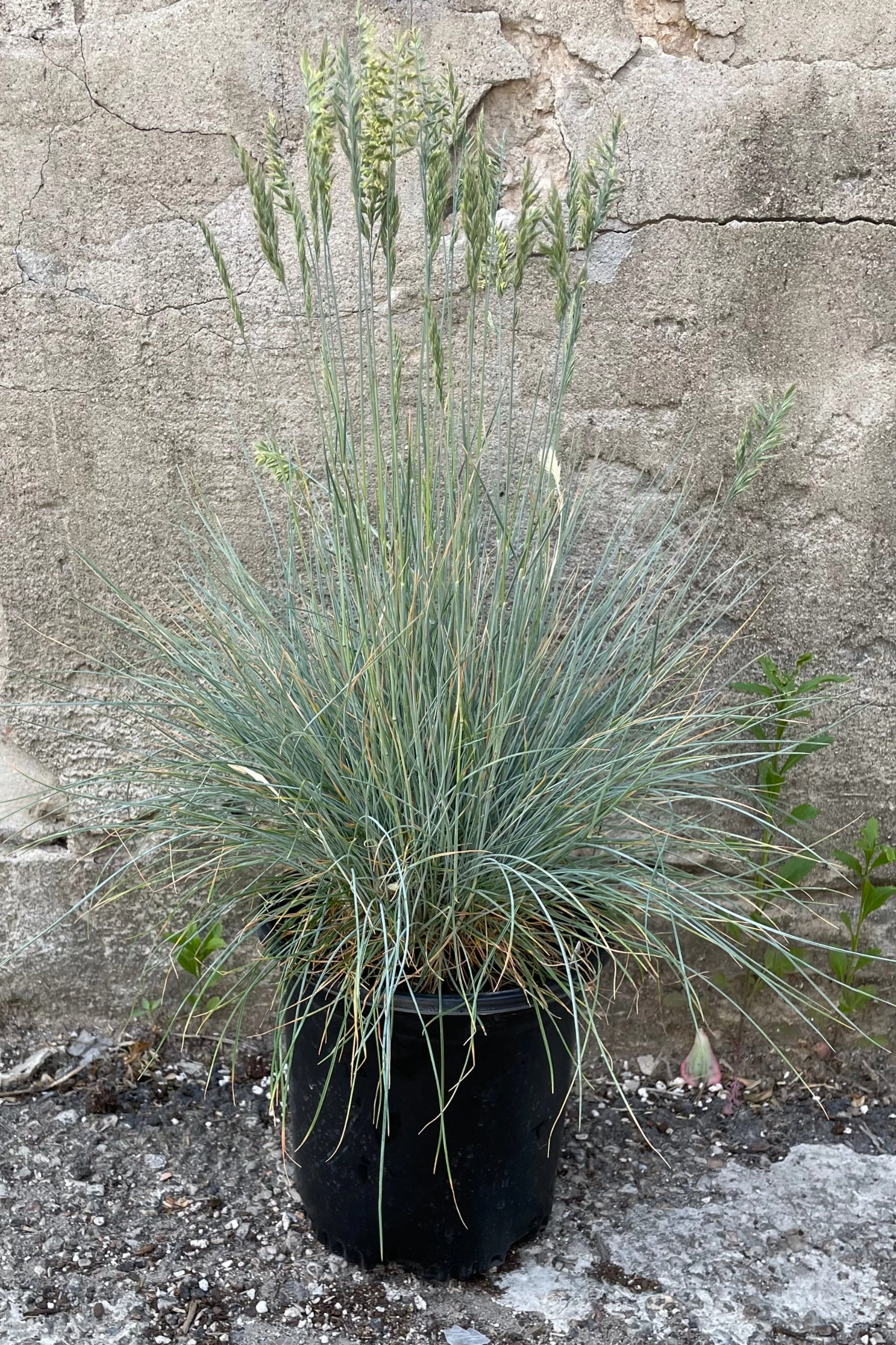 Festuca g. 'Elijah Blue' #1
