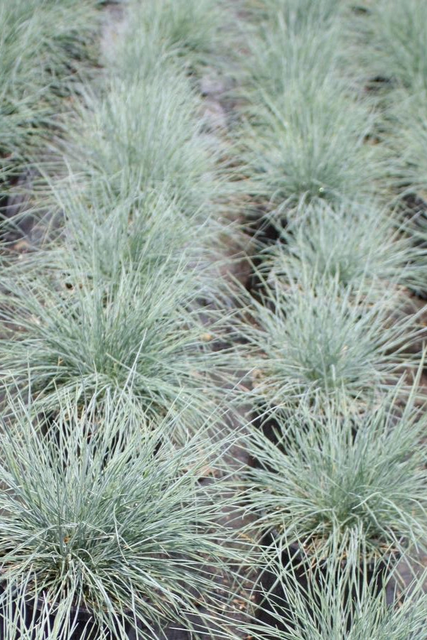 Festuca g. 'Elijah Blue' #1