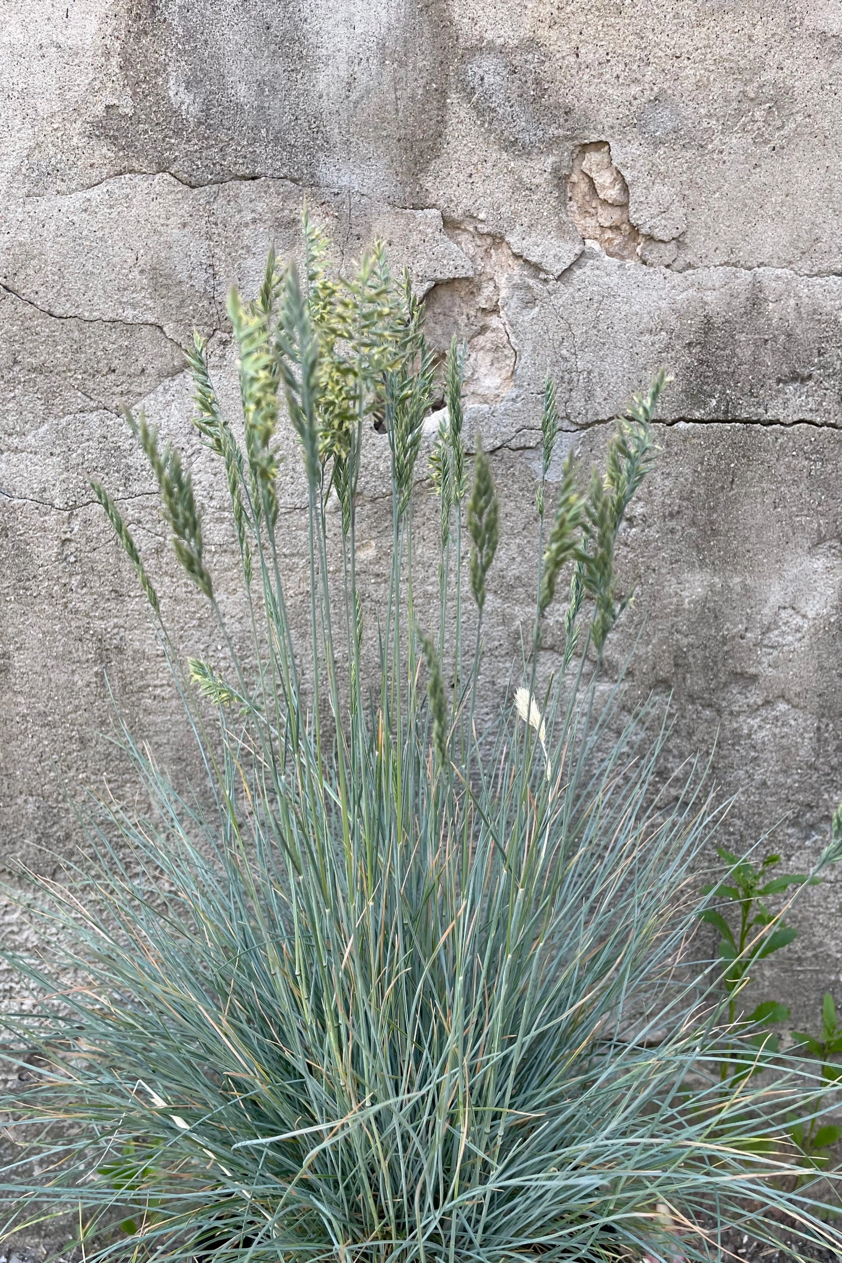 Festuca g. 'Elijah Blue' #1 decorative flowerpot  