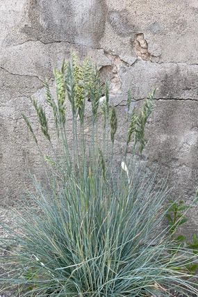 Festuca g. 'Elijah Blue' #1 decorative flowerpot  
