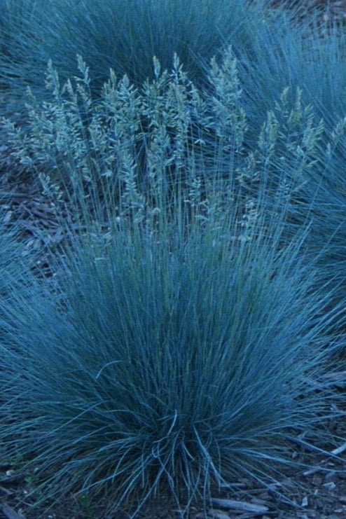Festuca g. 'Elijah Blue' #1