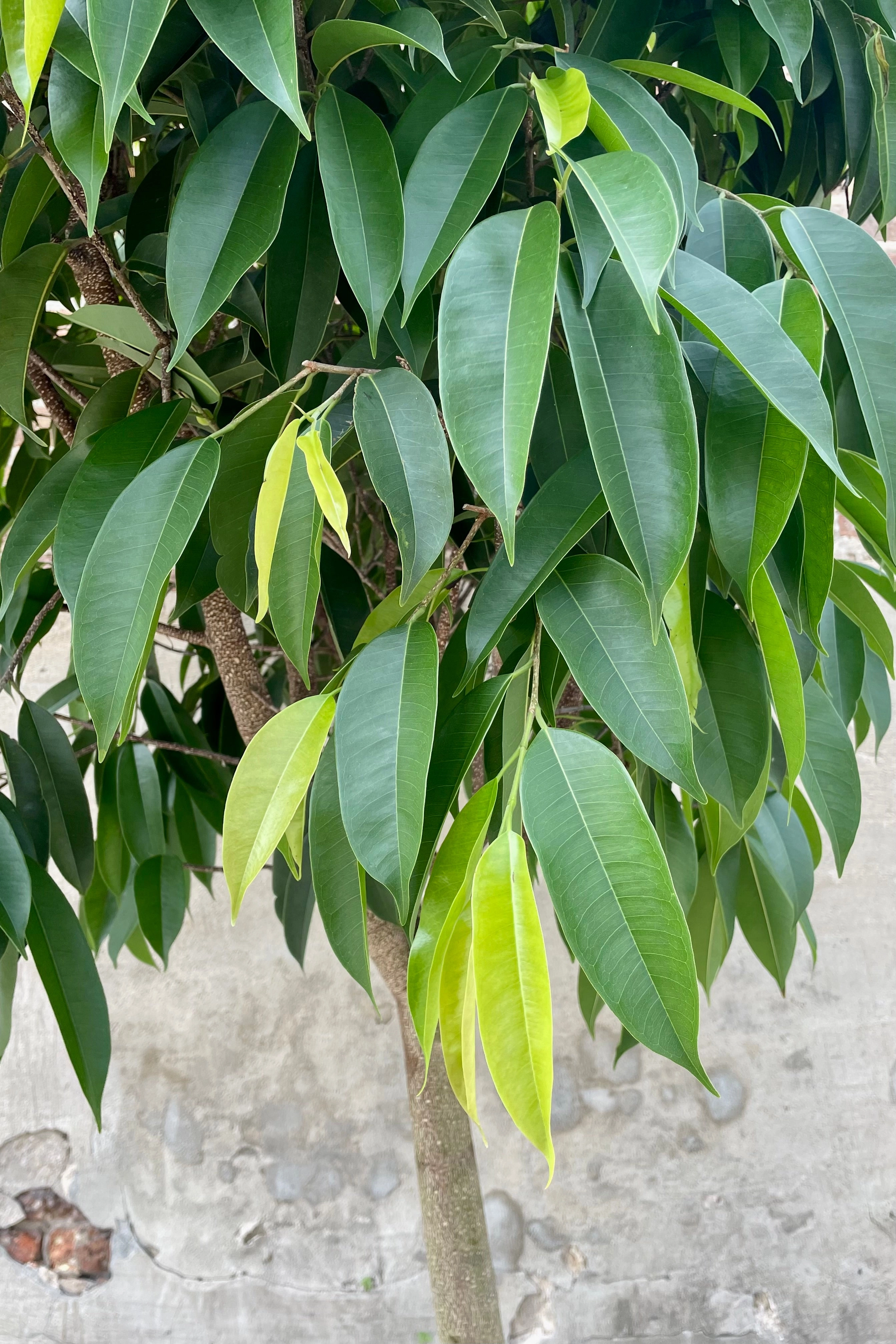 Ficus 'Amstel King' 17"