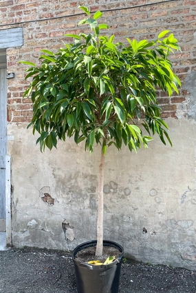 Ficus 'Amstel King' 17" medium flower pot  