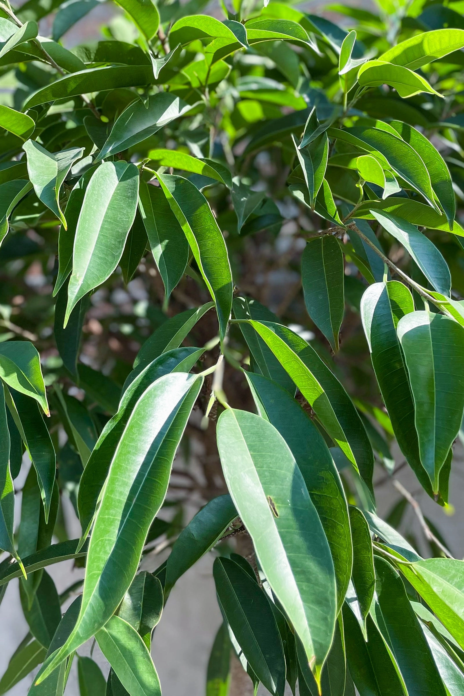 Ficus 'Amstel King' 17"