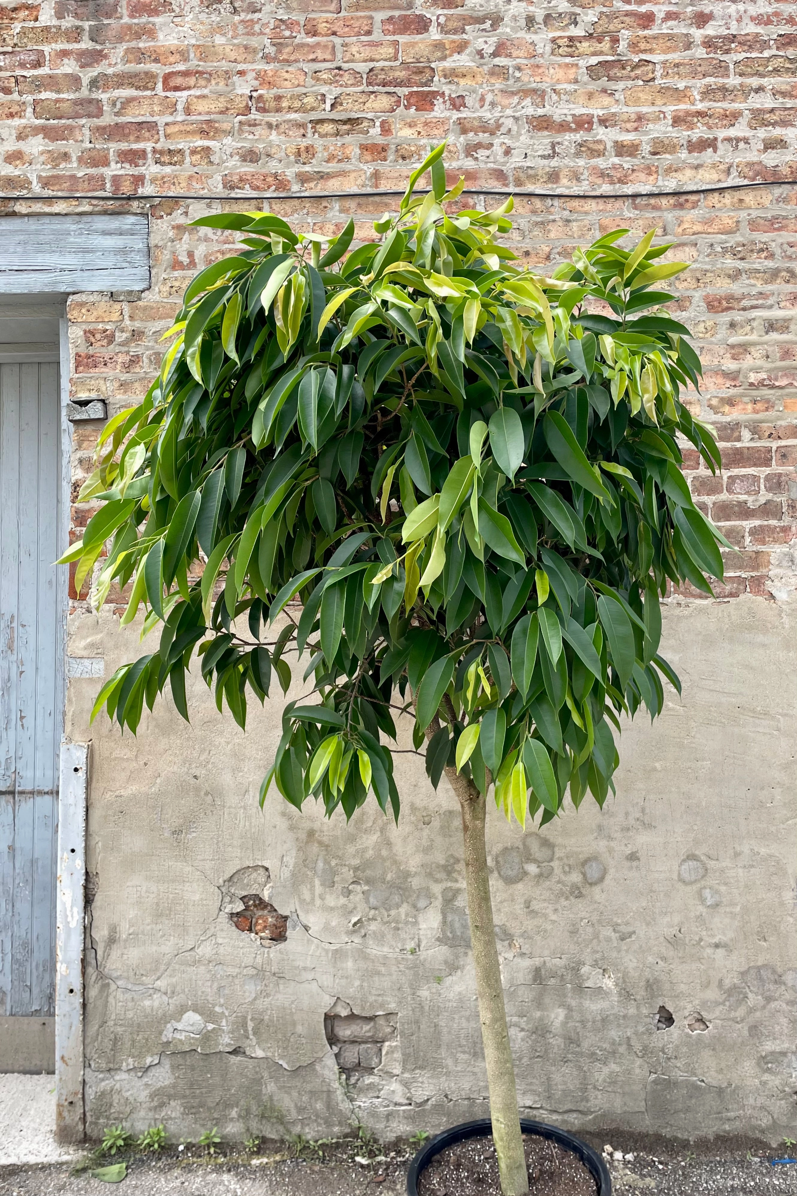 Ficus 'Amstel King' 17"