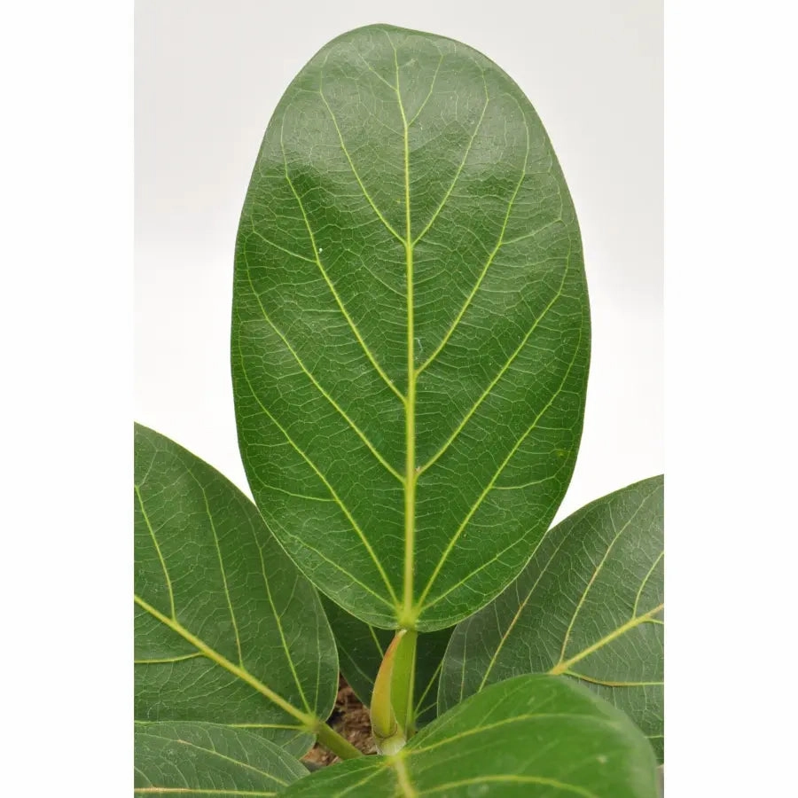 Ficus Audrey
