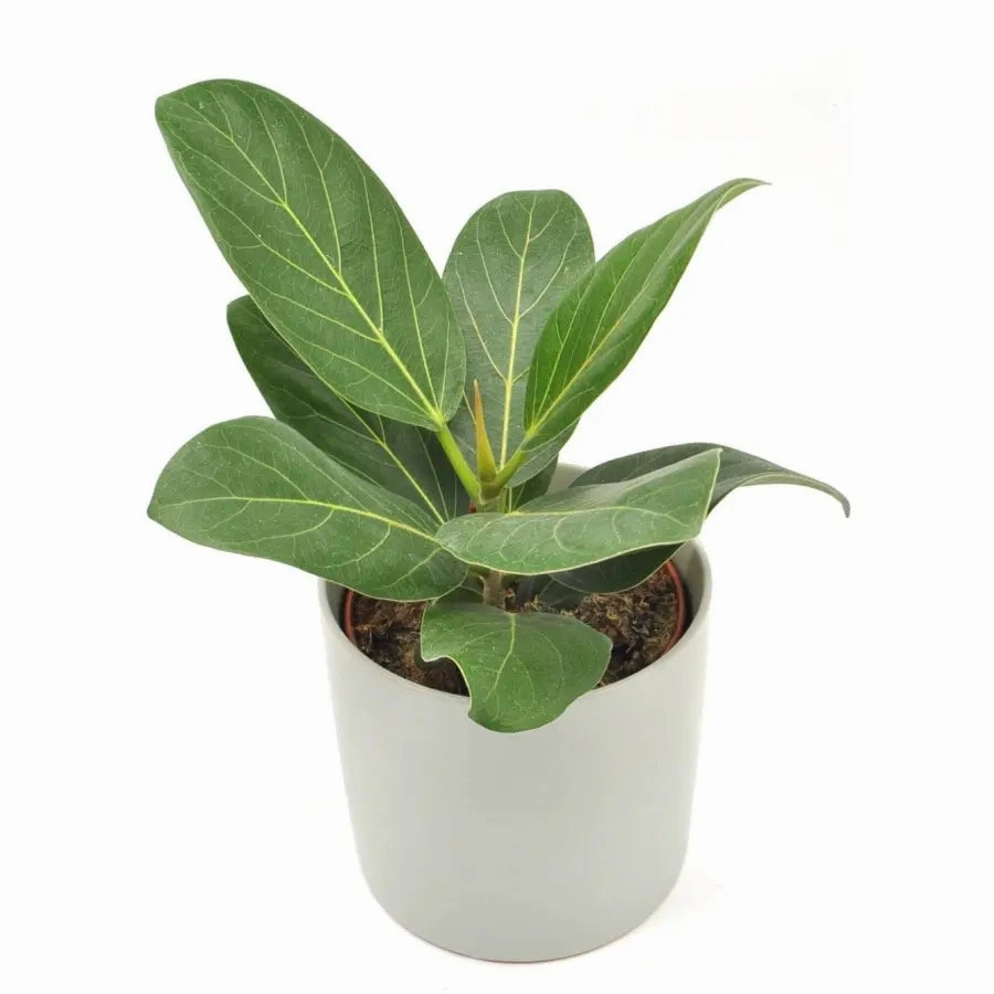 Ficus Audrey large flower pot  