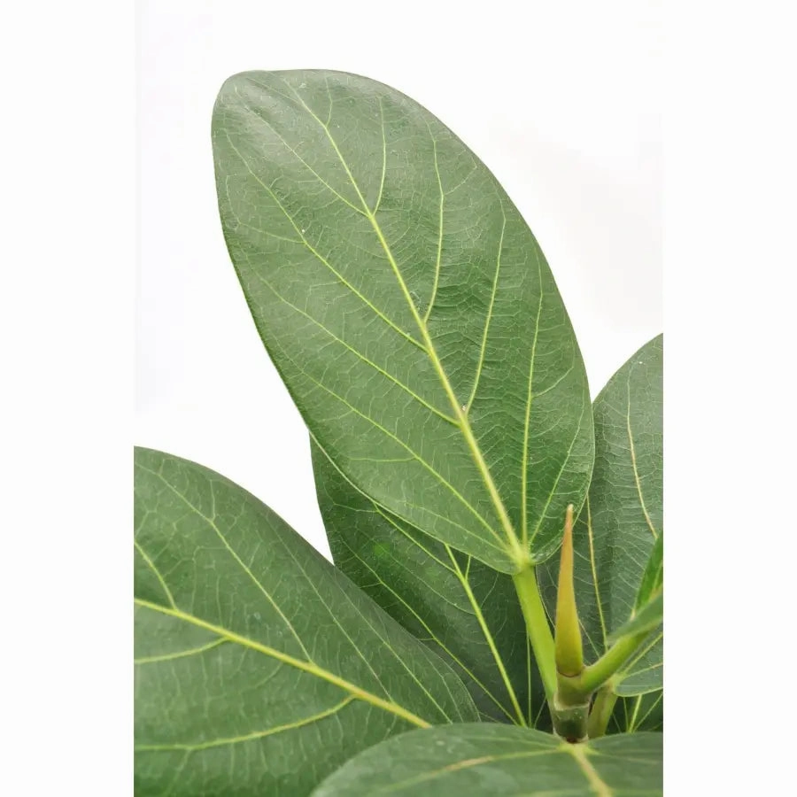 Ficus Audrey