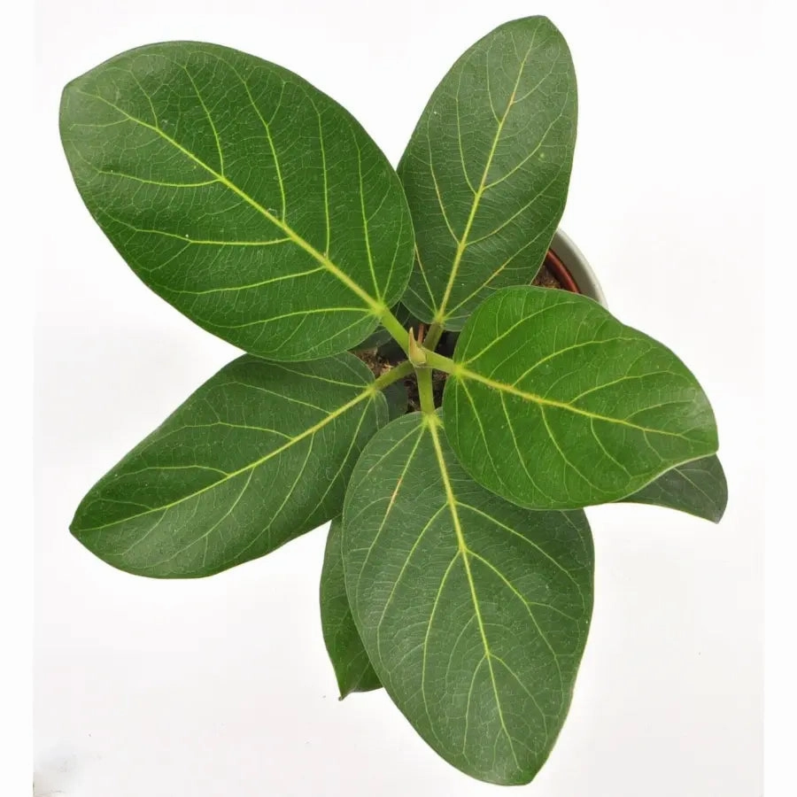 Ficus Audrey
