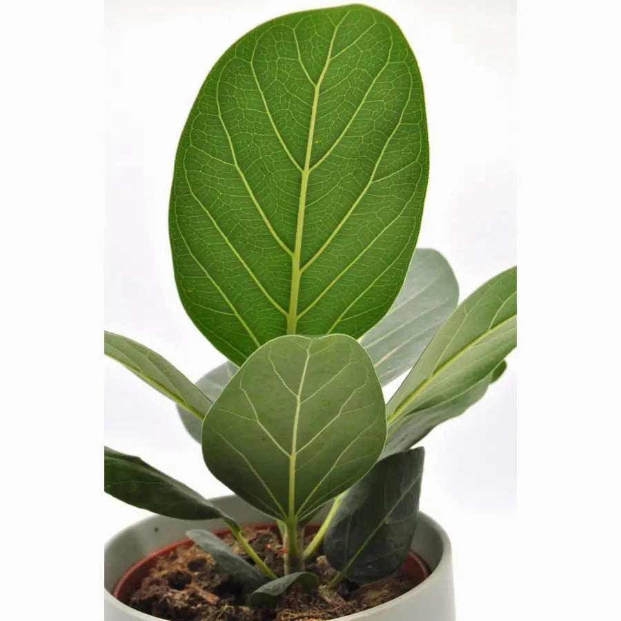 Ficus Audrey