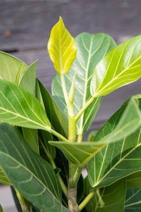 Ficus benghalensis 'Audrey' 8" medium flower pot  