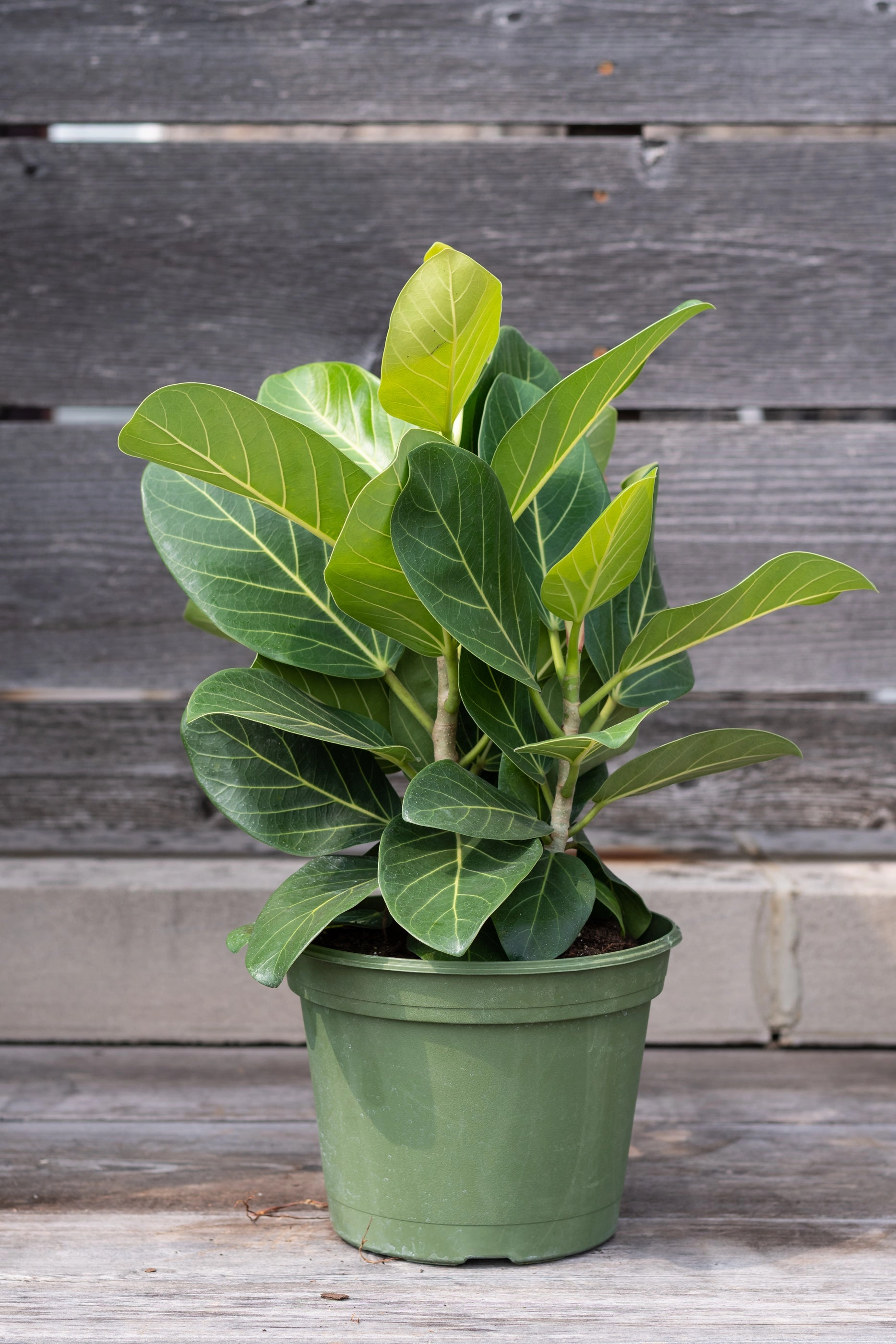 Ficus benghalensis 'Audrey' 8"