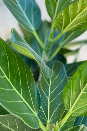 Ficus benghalensis 'Audrey' standard form 10" medium flower pot  
