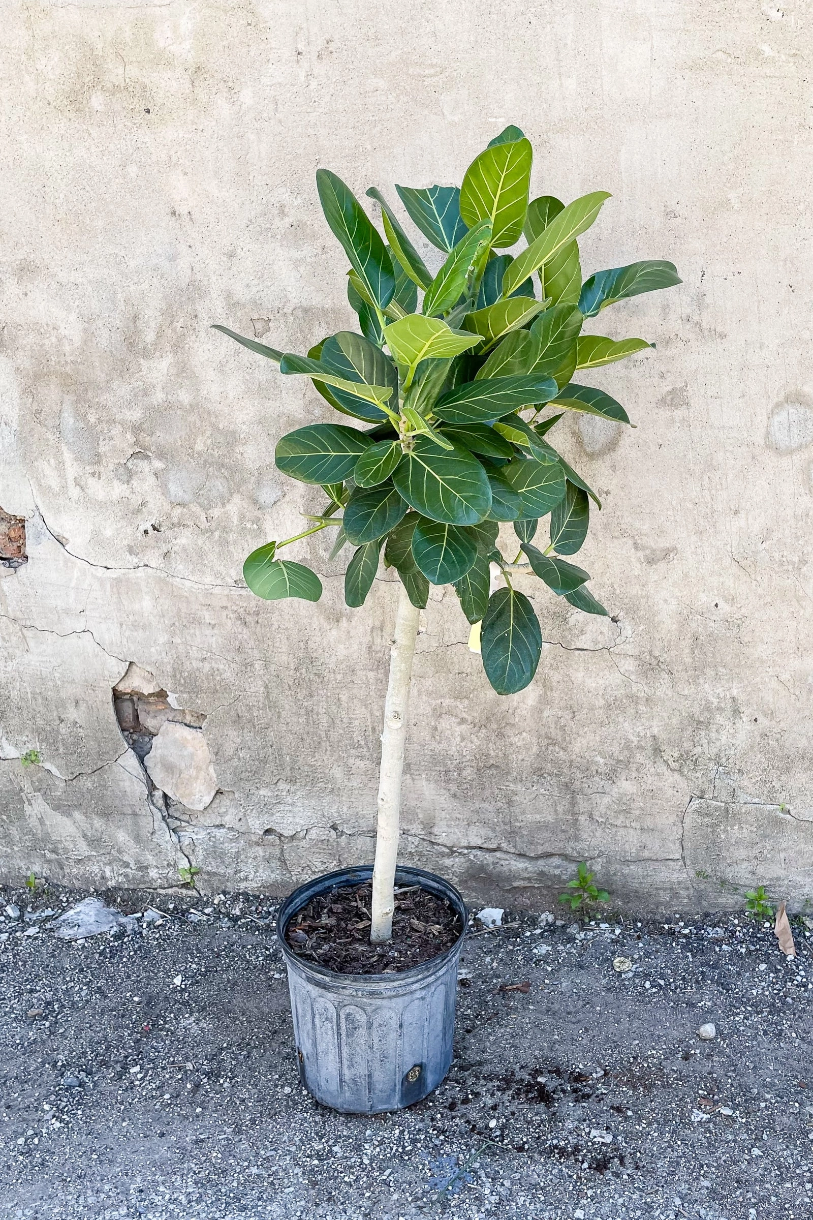 Ficus benghalensis 'Audrey' standard form 10"