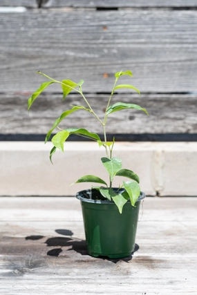 Ficus benjamina 4" medium flower pot  