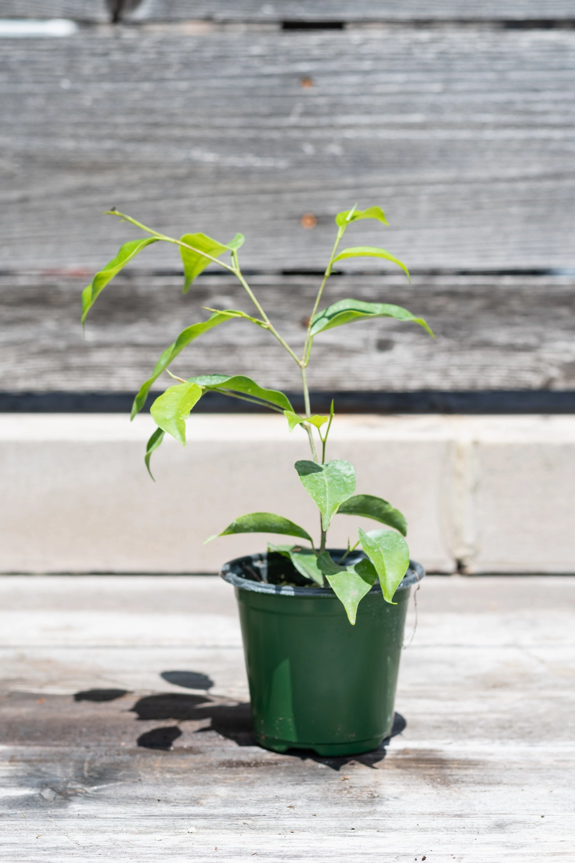 Ficus benjamina 4" medium flower pot  