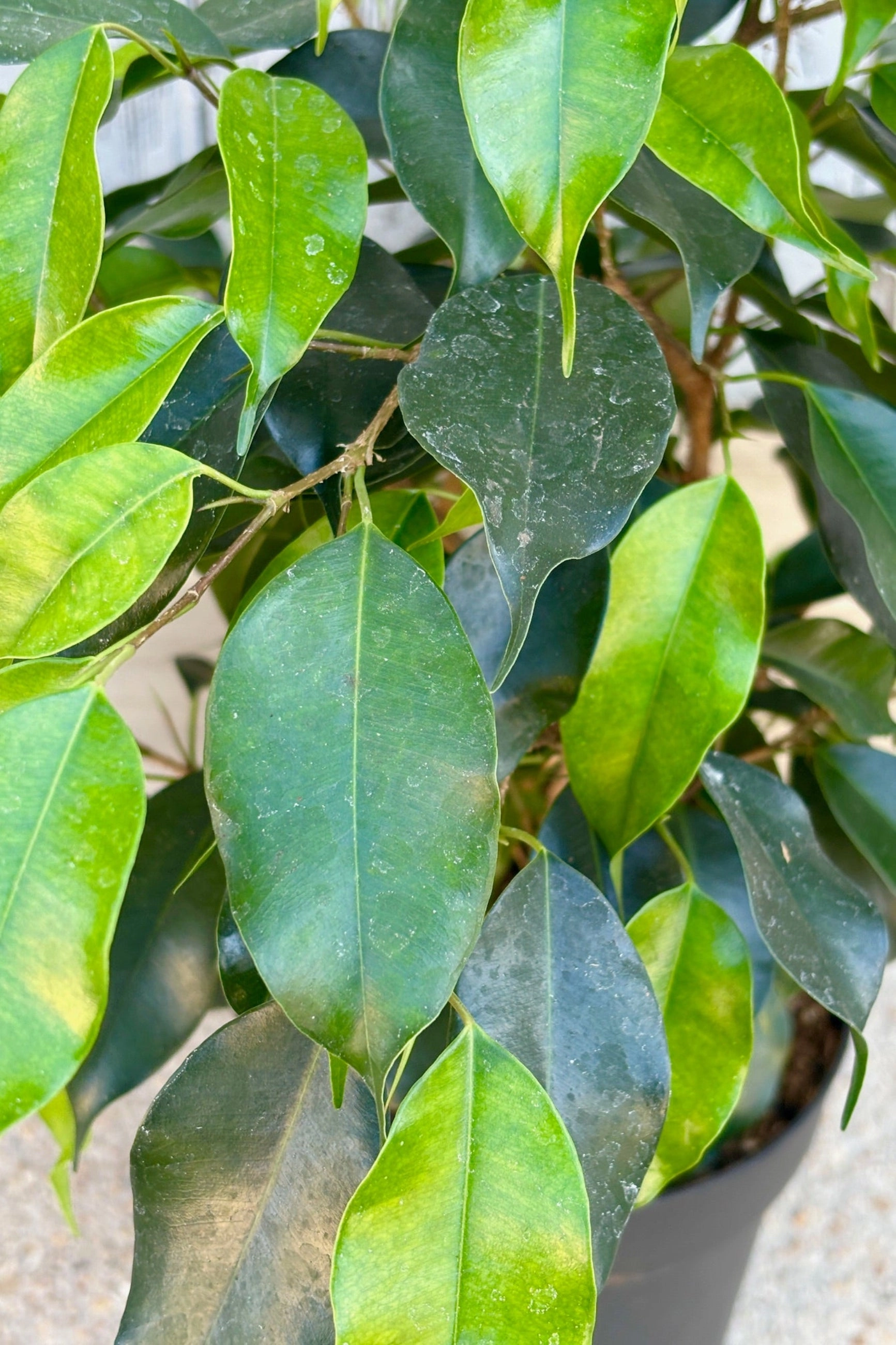 Ficus benjamina 7"
