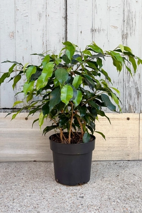 Ficus benjamina 7" medium flower pot  