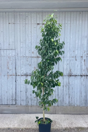 Ficus benjamina 'Spire' 10" standard form medium flower pot  
