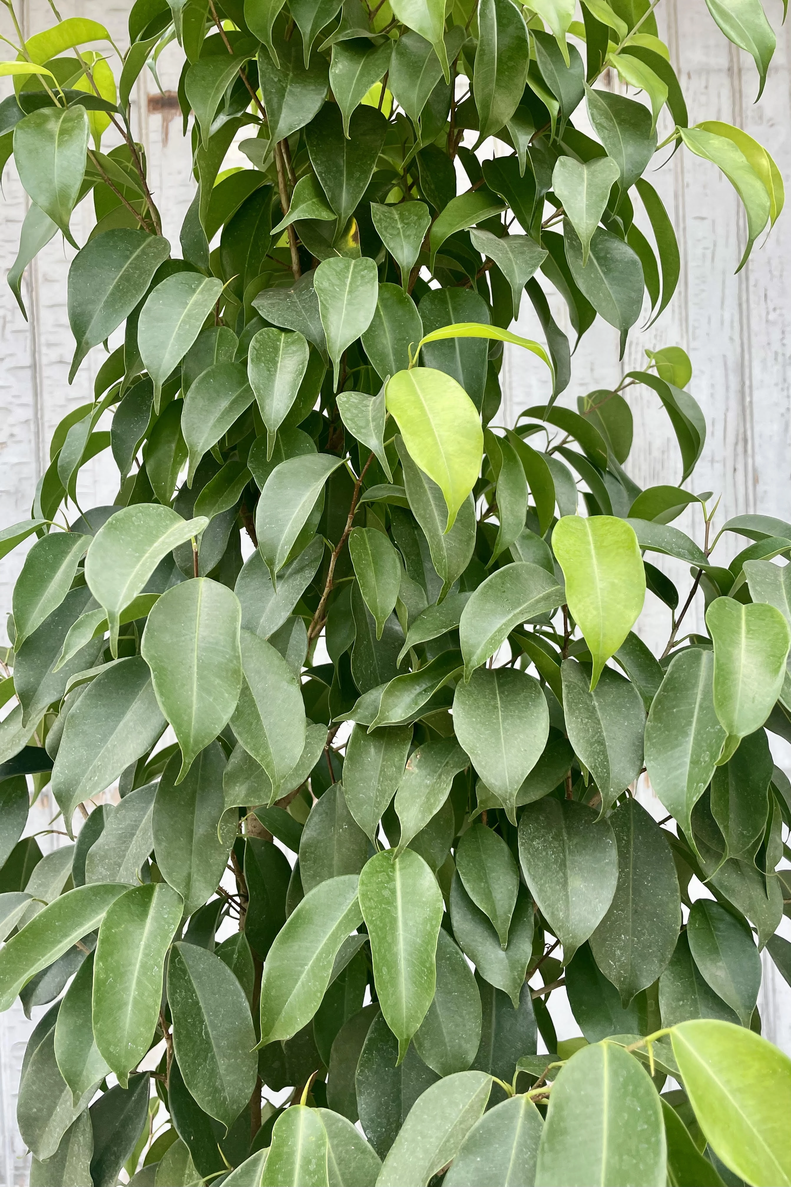 Ficus benjamina 'Spire' 10" standard form