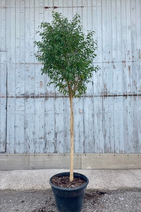 Ficus benjamina 'Too Little' 12" medium flower pot  