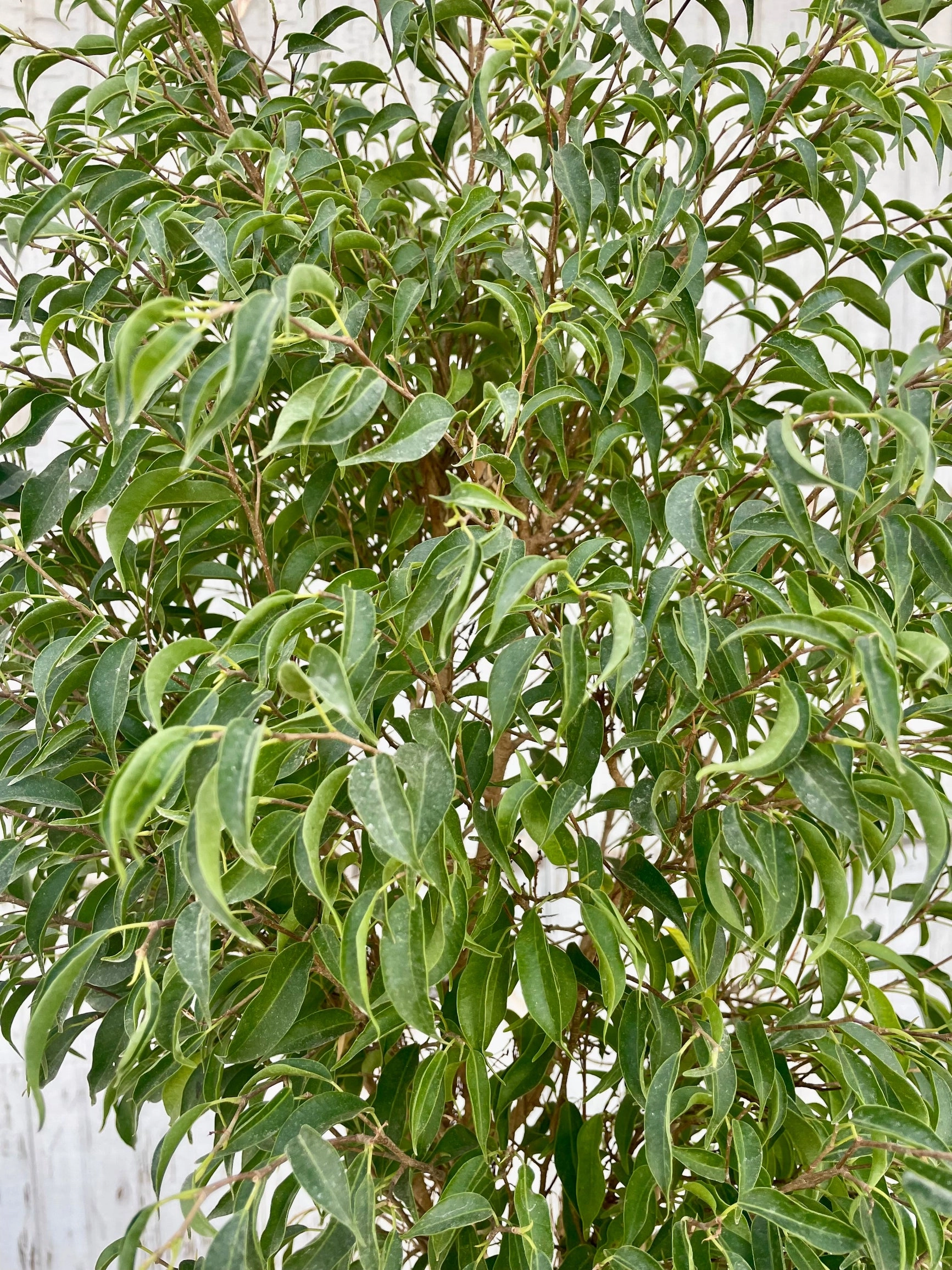 Ficus benjamina 'Too Little' 12"