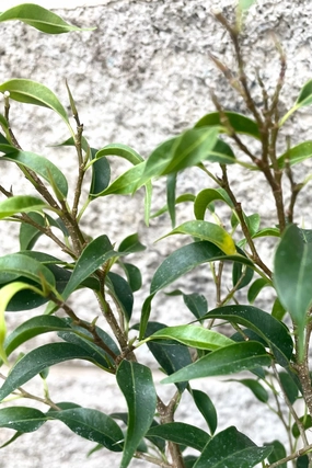 Ficus benjamina 'Too Little' 4" medium flower pot  