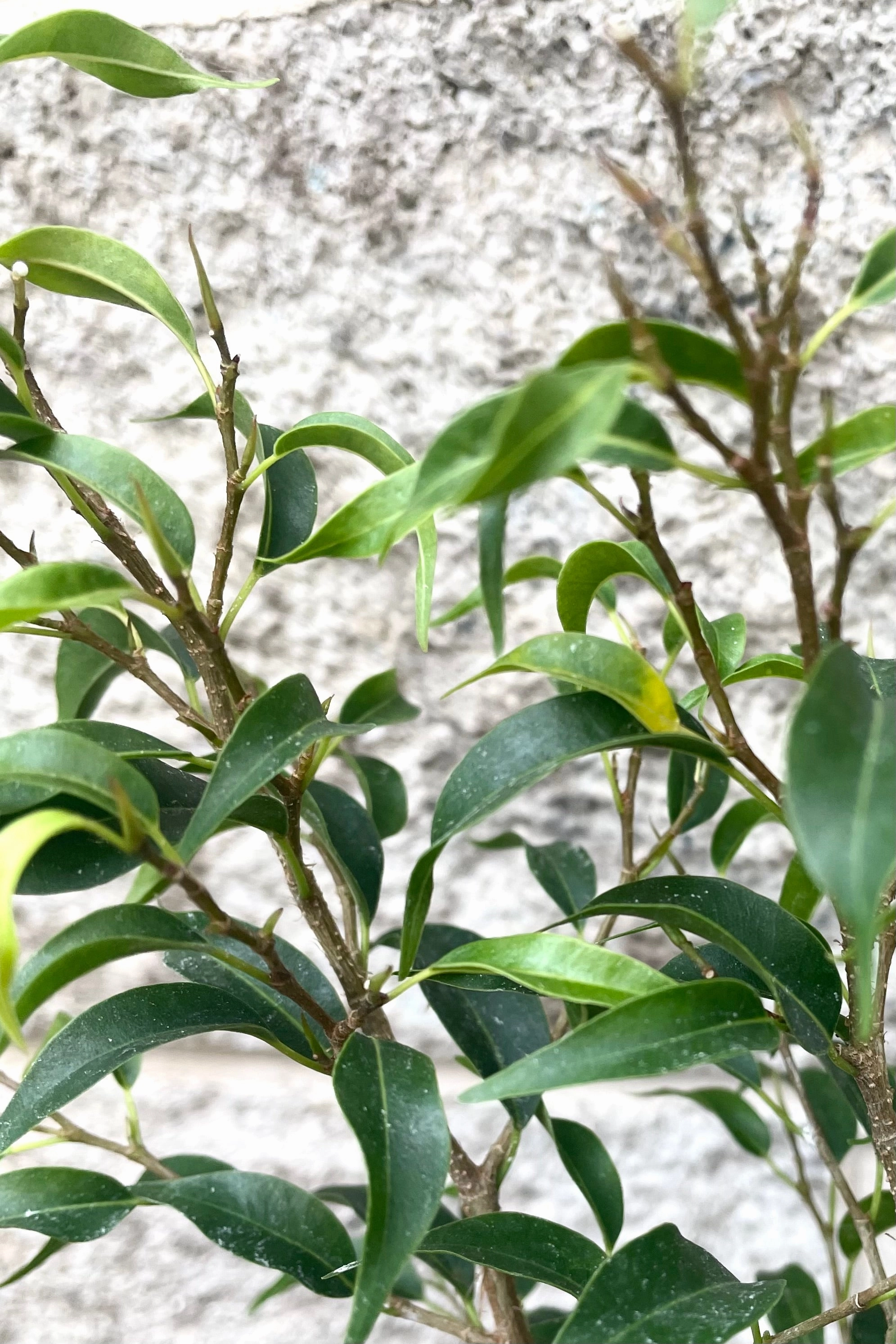 Ficus benjamina 'Too Little' 4" medium flower pot  