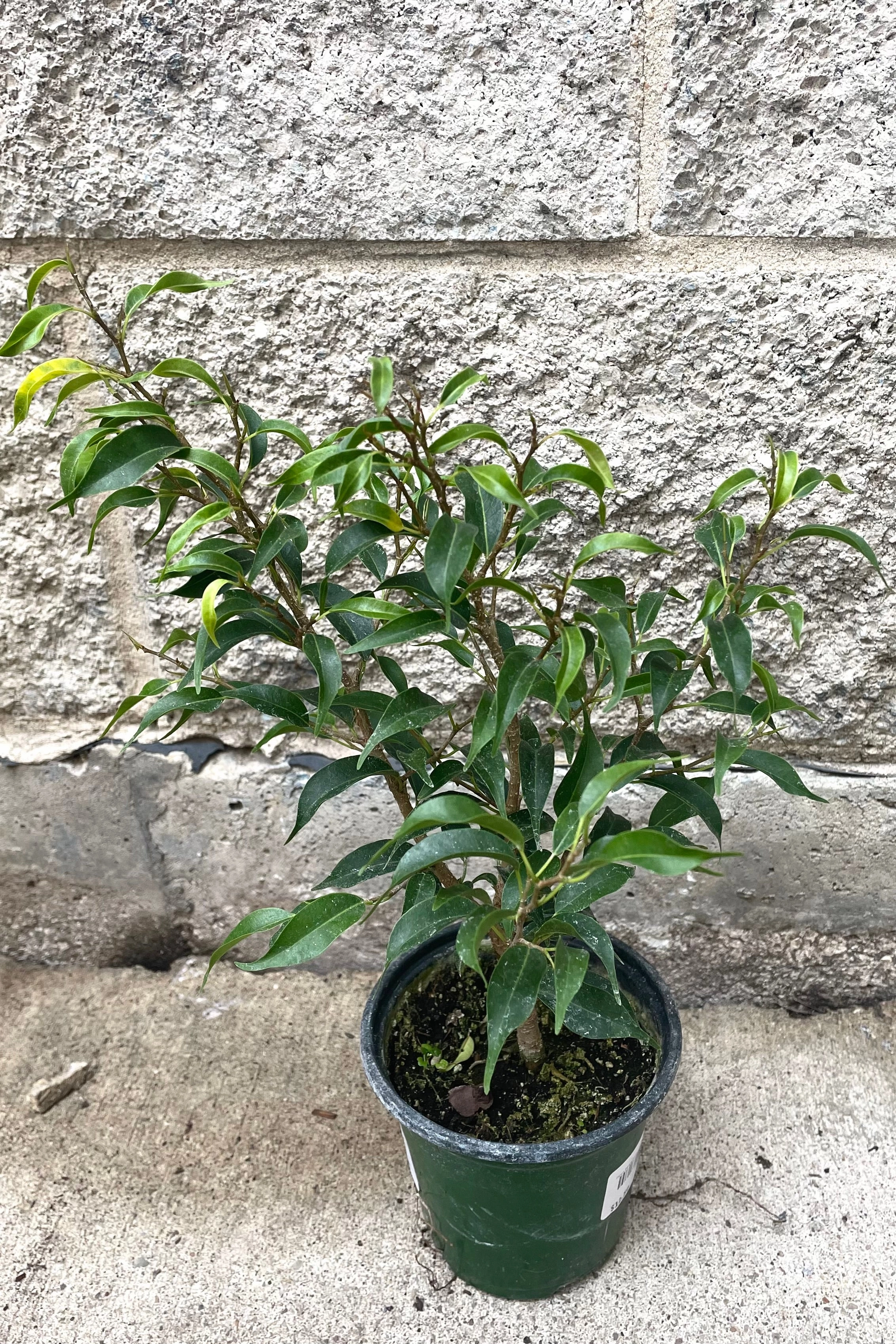 Ficus benjamina 'Too Little' 4"