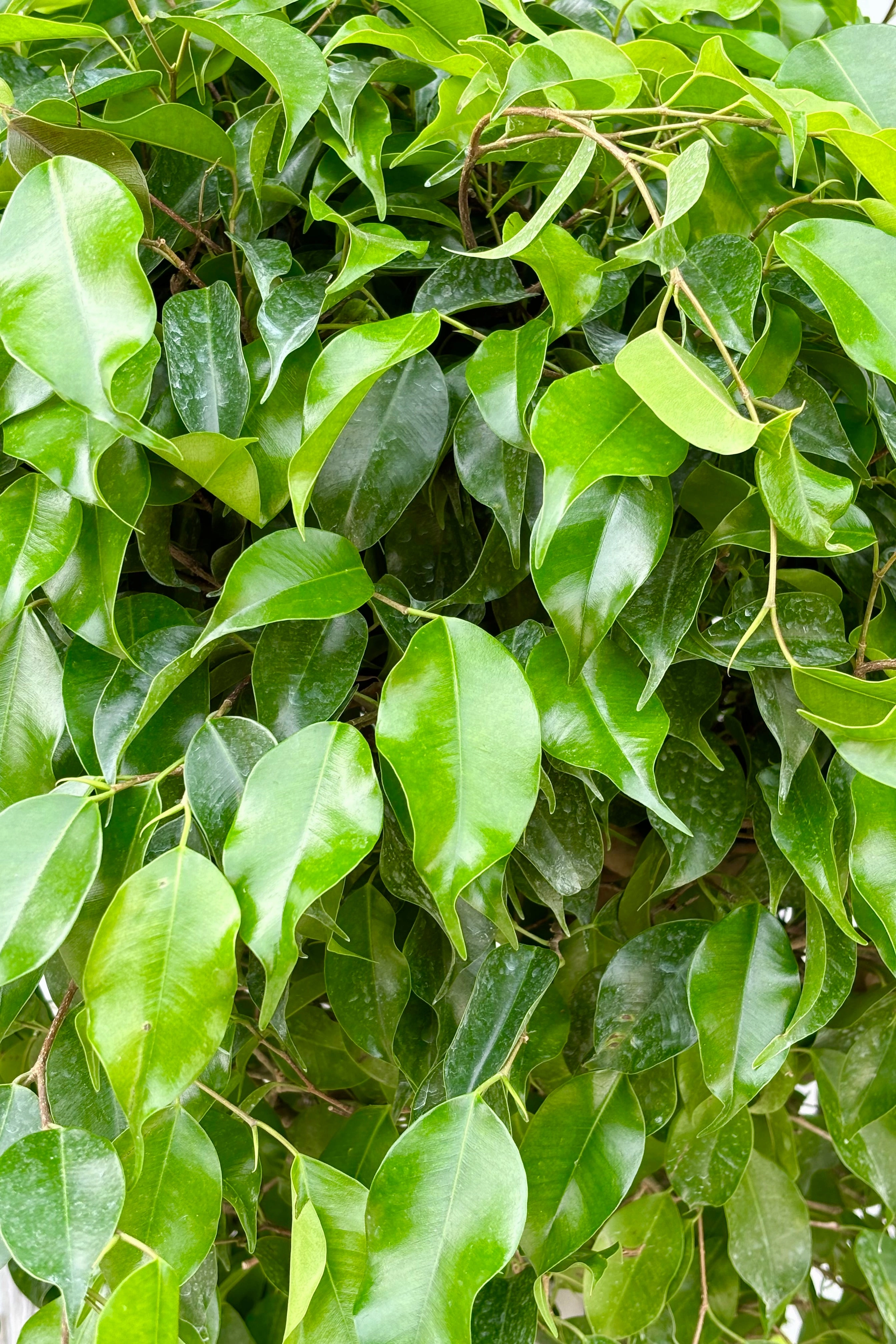 Ficus benjamina standard form 12"