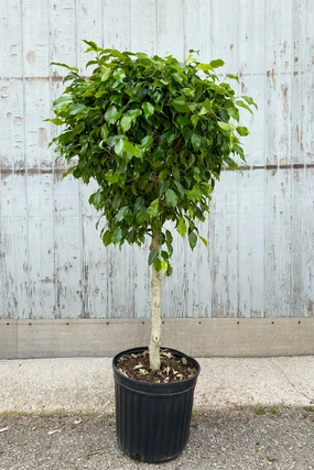 Ficus benjamina standard form 12" medium flower pot  