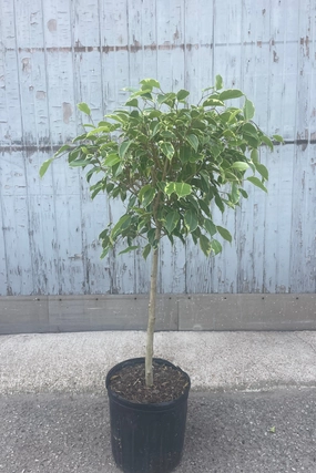 Ficus benjamina, variegated 10" standard medium flower pot  