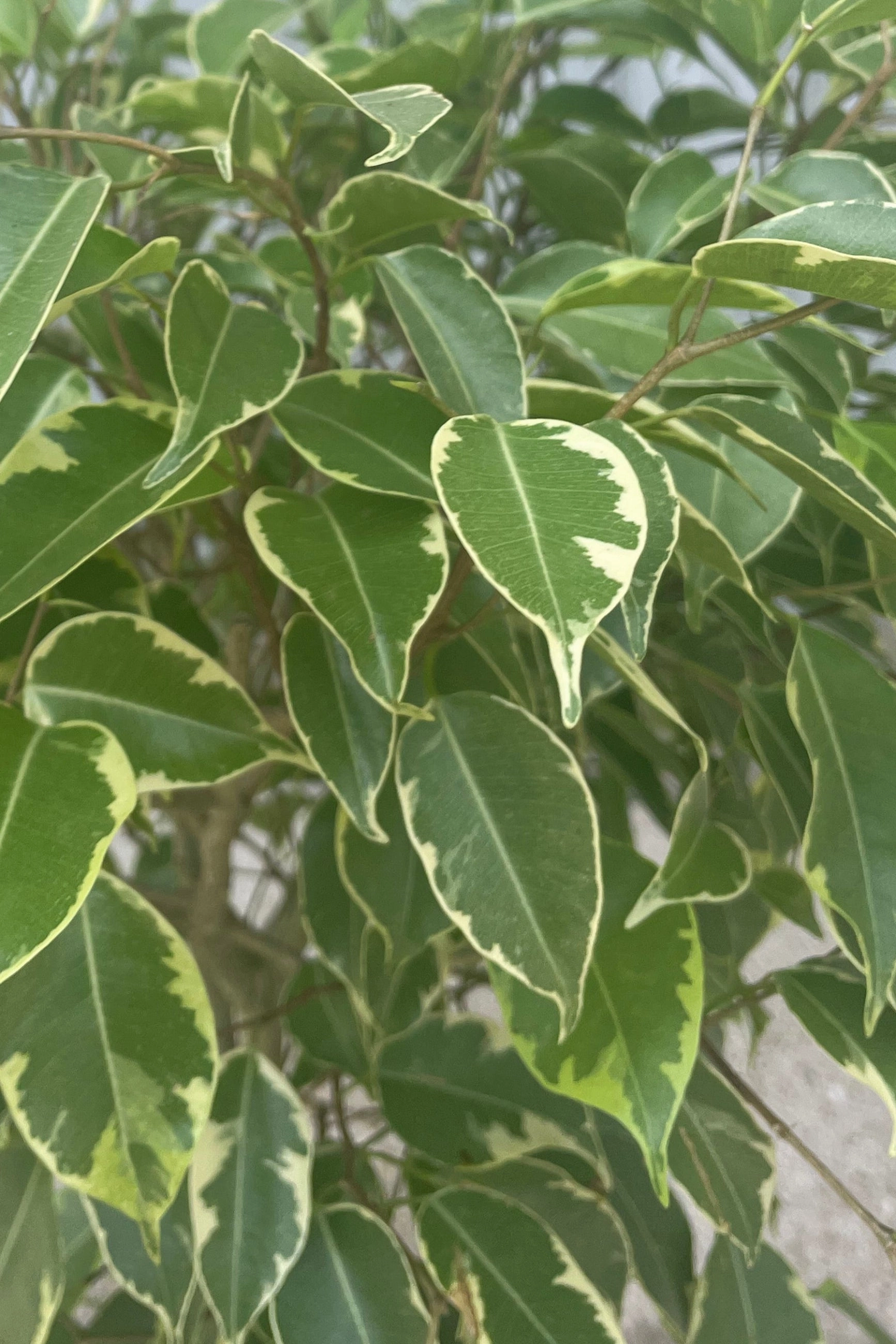 Ficus benjamina, variegated 10" standard
