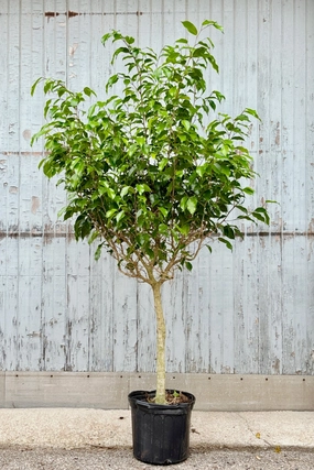 Ficus benjamina Wintergreen 12" medium flower pot  