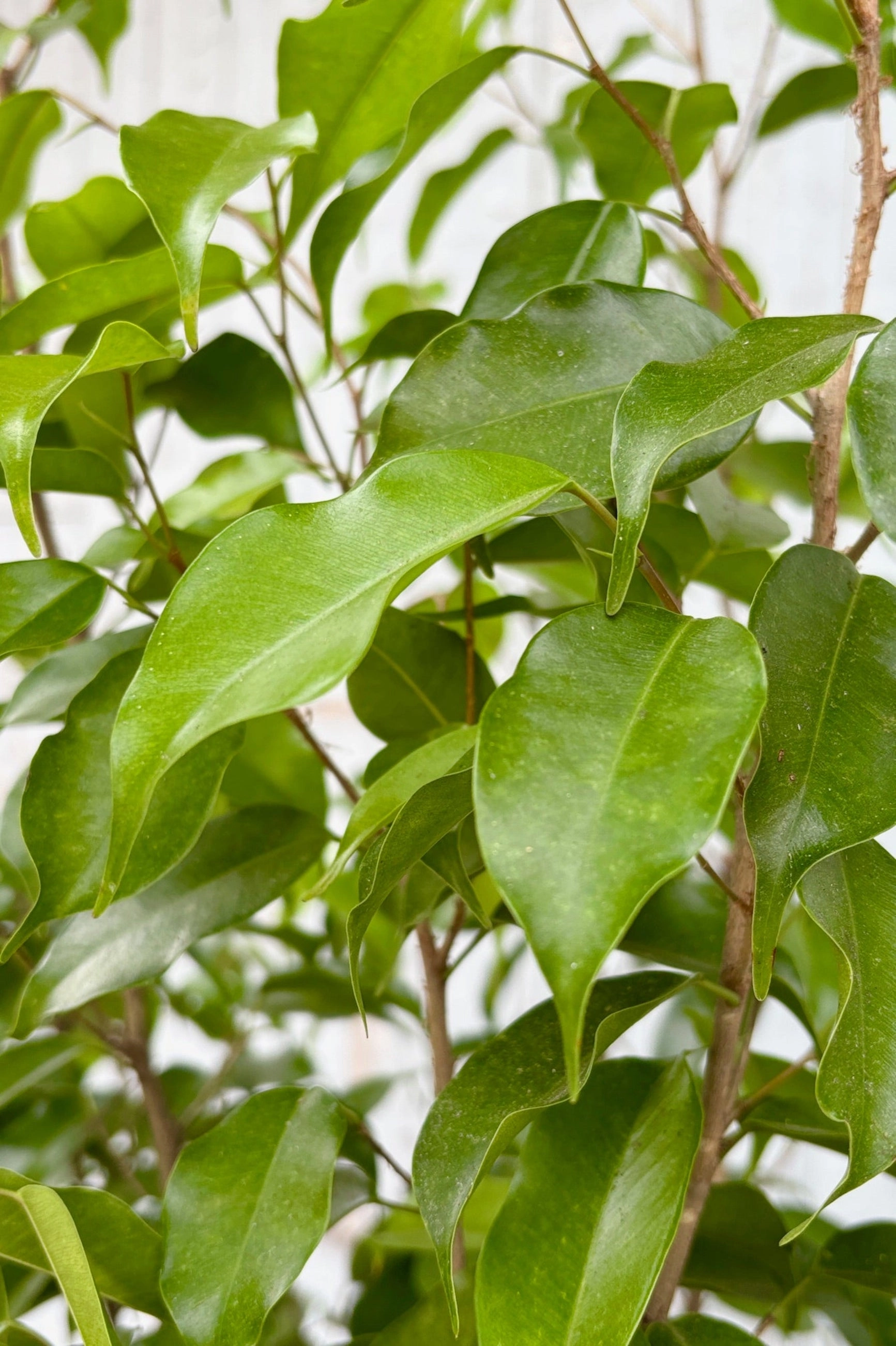 Ficus benjamina Wintergreen 12"