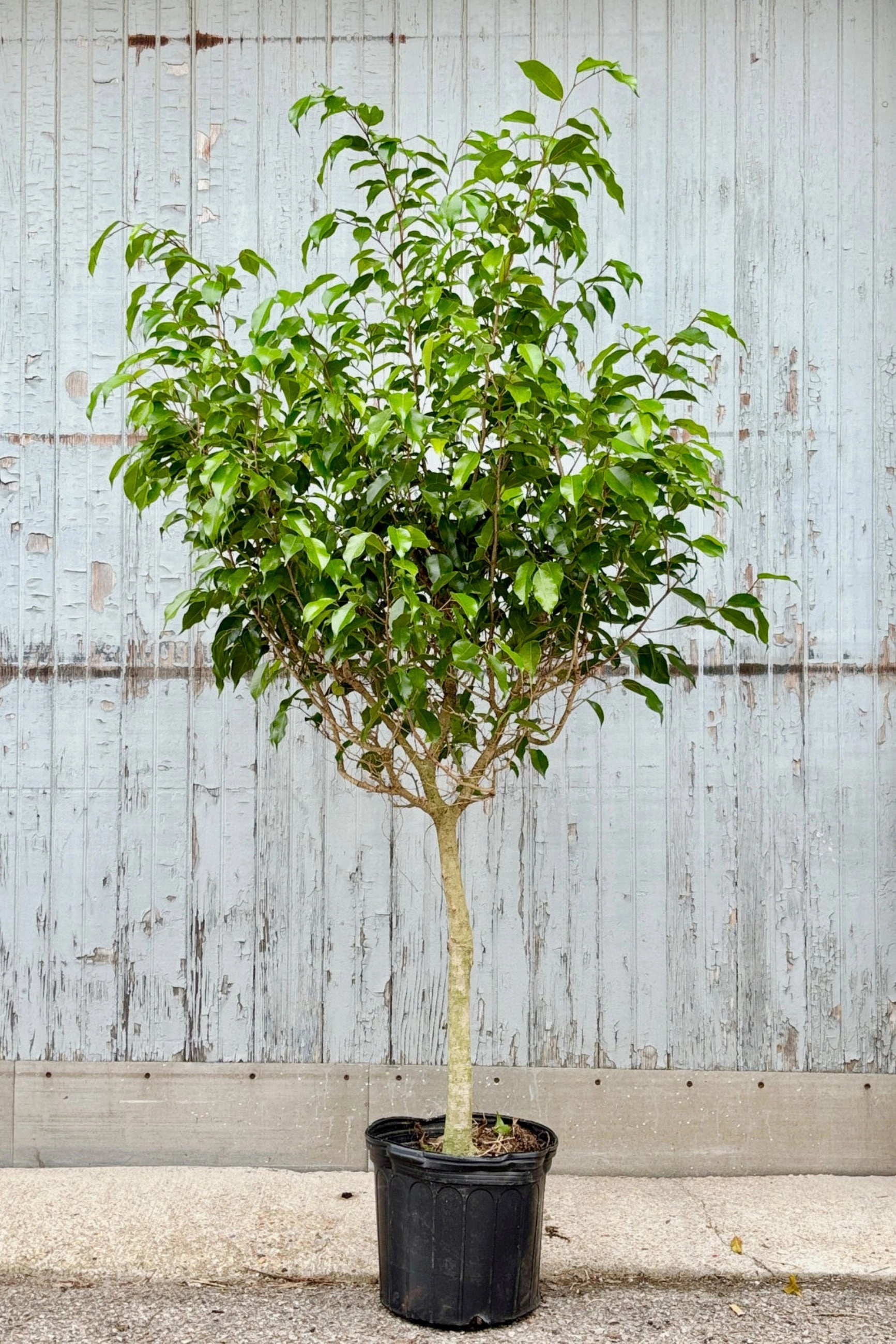 Ficus benjamina Wintergreen 12" medium flower pot  