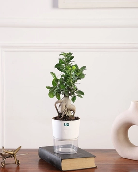 Ficus Bonsai Plant medium flower pot  