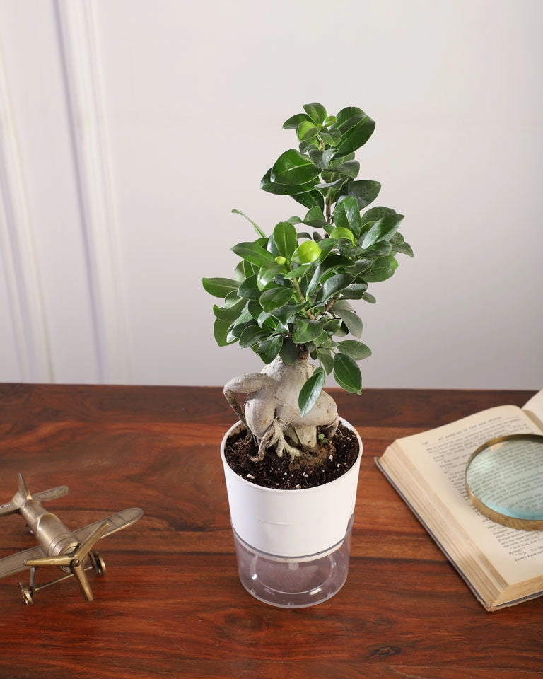 Ficus Bonsai Plant